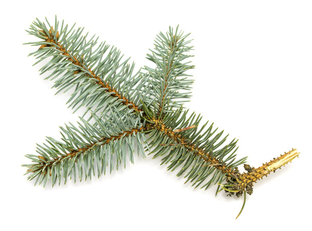 natuurlijke pine branch - Foto, afbeelding
