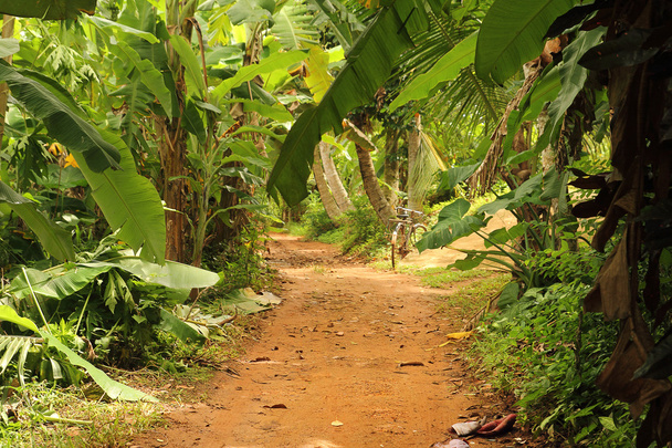 Camino de la selva
 - Foto, Imagen