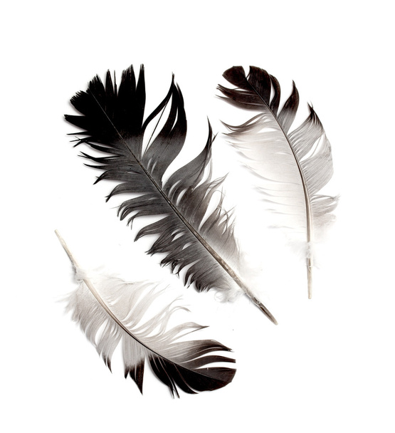 pióro ptaka na białym tle - Zdjęcie, obraz
