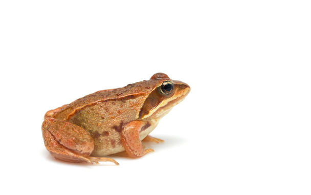 Frog - Rana temporaria - Photo, Image