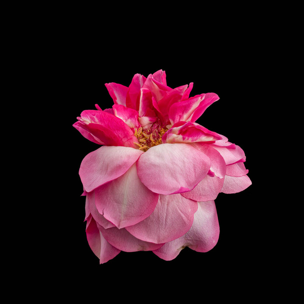 Σουρεαλιστικό ροζ παλαίωσης τριαντάφυλλο καρδιά μακροεντολή σε vintage στυλ ζωγραφικής σε μπλε φόντο, ενιαία απομονωμένη άνθιση, λεπτομερή υφή - Φωτογραφία, εικόνα