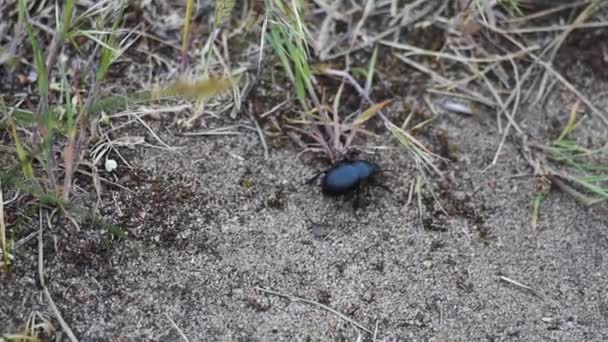 Tiro de escarabajo negro en suelo de bosque húmedo
. - Imágenes, Vídeo