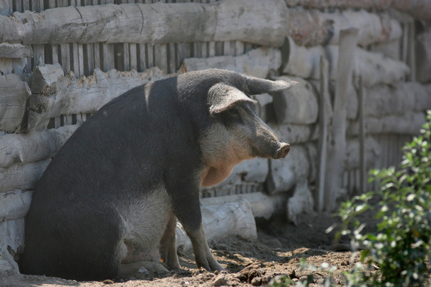 świnia mangalitsa siedząc chlew - Zdjęcie, obraz