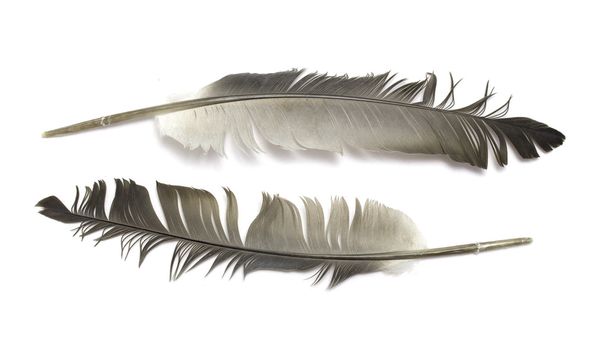 pluma de un pájaro - Foto, Imagen