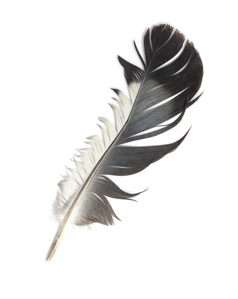pluma de un pájaro - Foto, imagen