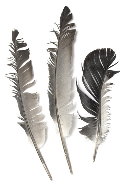 pluma de un pájaro - Foto, Imagen