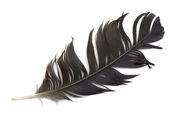 pluma de un pájaro - Foto, imagen