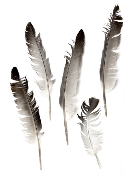plume d'oiseau - Photo, image