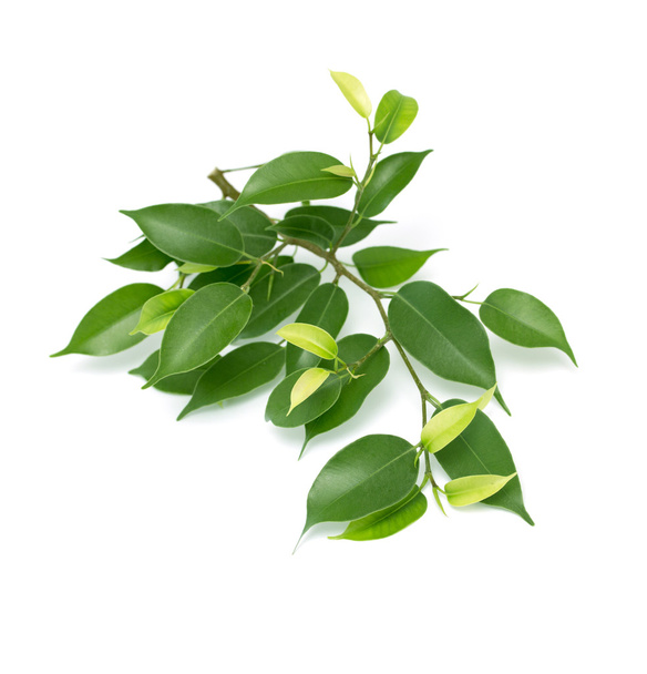Красивая ветка с зелеными листьями
 - Фото, изображение