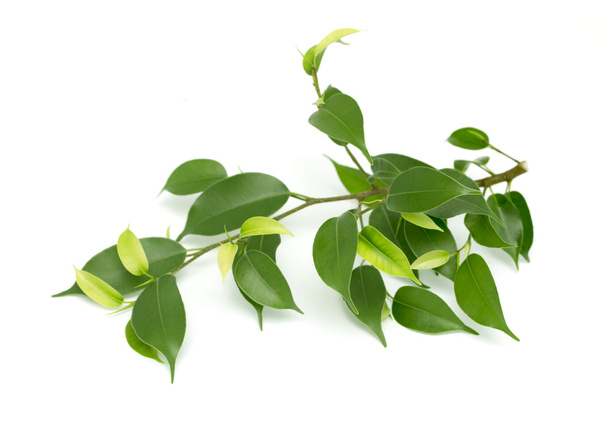 Прекрасна гілка з зеленим листям
 - Фото, зображення