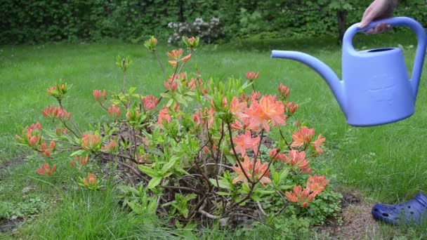 nő rhododendron víz - Felvétel, videó