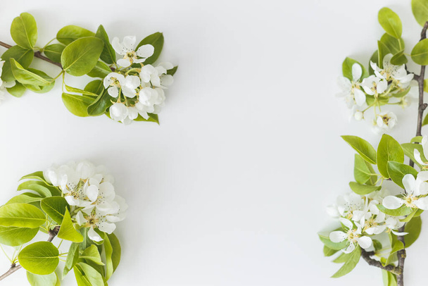Fioritura rami di pere primaverili su fondo bianco, cornice floreale, vista dall'alto, pianta piatta. Concetto primavera
 - Foto, immagini