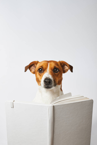 A smart dog of a small breed looks from behind a book or notepad, a white dog on a white background - Photo, Image