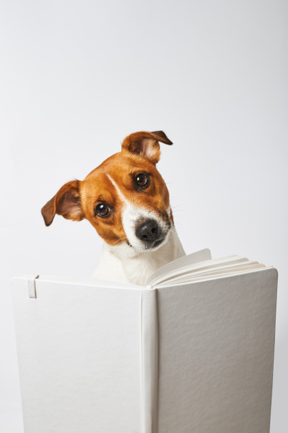 Portret van een hond met een boek, een slimme hond kijkt van achter een boek, Jack Russell Terrier leest - Foto, afbeelding