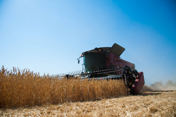 Agricultura. Combine colheitadeira em um campo de trigo com céu azul - Foto, Imagem