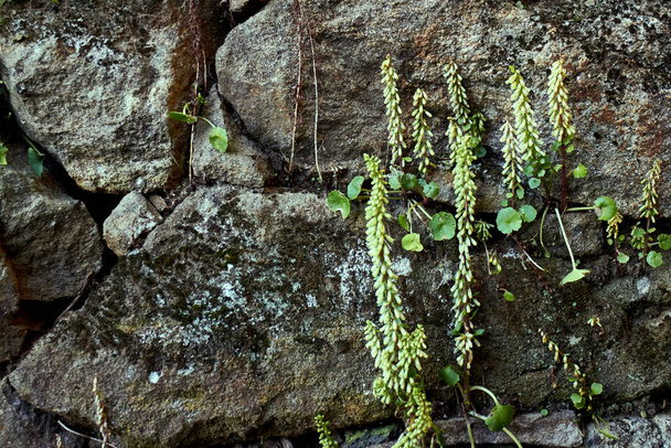 kő fal zöld növényekkel - Fotó, kép
