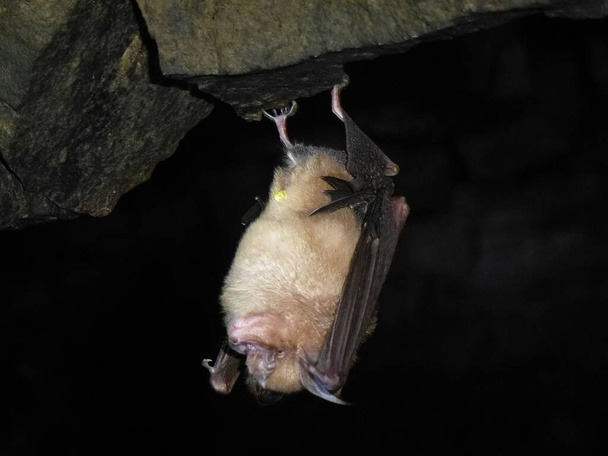 Roztomilý netopýr spí v jeskyni v Thajsku - Fotografie, Obrázek