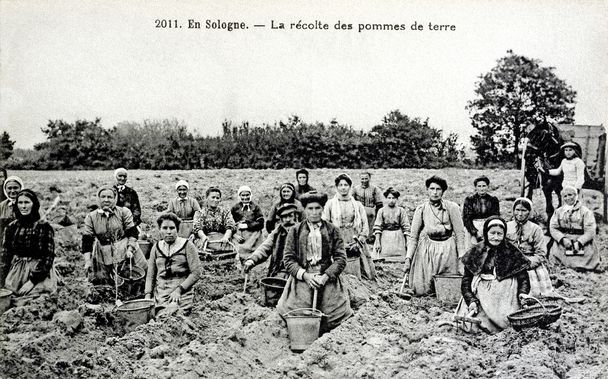 vieille carte postale En Sologne, récolte des pommes de terre
 - Photo, image