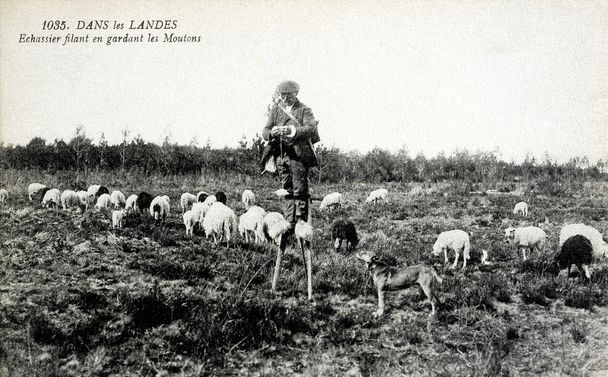 vieille carte postale dans les Landes, Berger sur pilotis filage laine bea
 - Photo, image