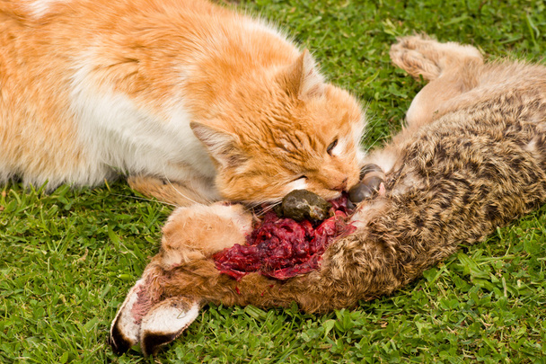 Gatto vs coniglio 03 - Foto, immagini