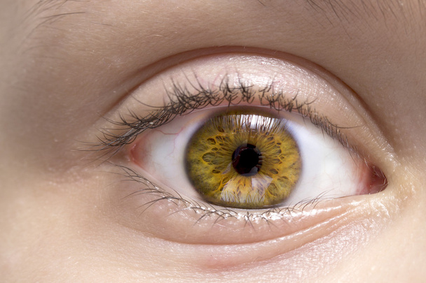 Eye macro - Photo, Image