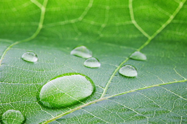 Water drops on leaf macro - Photo, Image