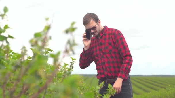 Farmer inspects currant growth and speaks on the phone - Imágenes, Vídeo