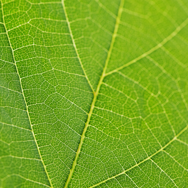 Green leaf texture - Foto, Bild