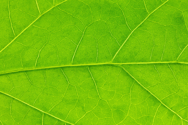 Green leaf texture - Foto, Imagem