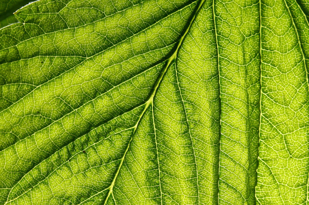 πράσινο φύλλο φλέβα - Φωτογραφία, εικόνα