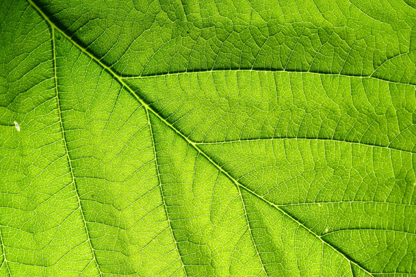 Veine de feuilles vertes
 - Photo, image