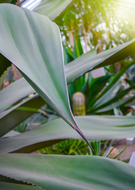 De scherpe punt van het stekenvel agave close-up - Foto, afbeelding