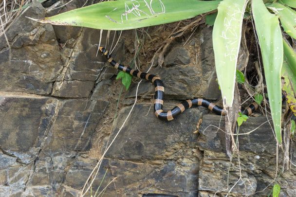 μαύρο και κίτρινο παρδαλό θαλάσσιο φίδι από τη Νέα Καληδονία σε ένα βράχο με μερικά πράσινα φύλλα ένα φύλλο είναι γδαρμένο - Φωτογραφία, εικόνα