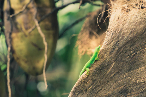green tropical lizard on a tree, seychelles - Φωτογραφία, εικόνα