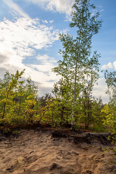 Orman manzarası. Kumda huş ağaçları - Fotoğraf, Görsel