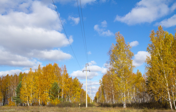 postes de energía en el bosque - Foto, Imagen