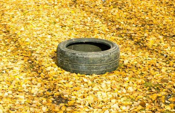Neumático de automóvil en el bosque
 - Foto, Imagen