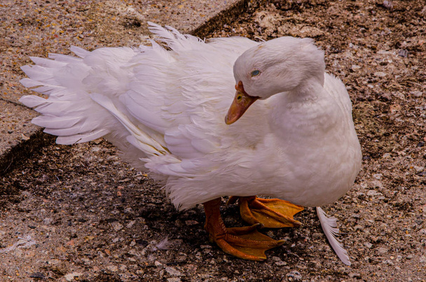 closeup of a shy white plumage duck out of the water - Fotoğraf, Görsel