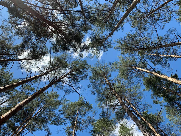 Drzewa pod błękitnym niebem, widok z dołu. Szczyty wysokich sosen w zielonym lesie. Tekstura tła: drzewa iglaste i niebo. - Zdjęcie, obraz