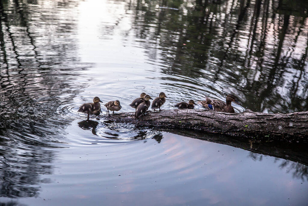 Kaczka z kaczątkami pływać na jeziorze - Zdjęcie, obraz
