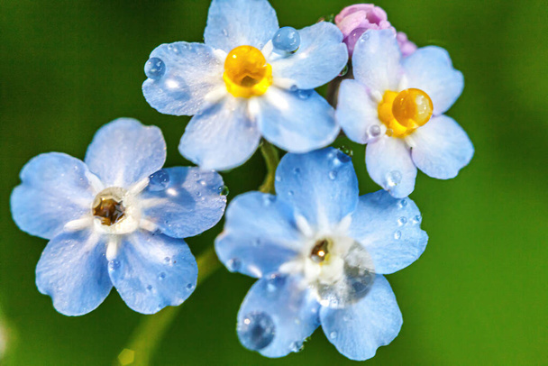 Piękne dzikie nie zapomnij-mnie-nie kwiat Myosotis kwiaty w okresie wiosennym. Zamknij makro niebieskie kwiaty z kroplami deszczu, selektywne skupienie. Inspirujące naturalne kwiaty kwitnący letni ogród lub park - Zdjęcie, obraz