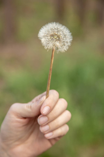 Dandelion in the wind on a green background - Photo, Image