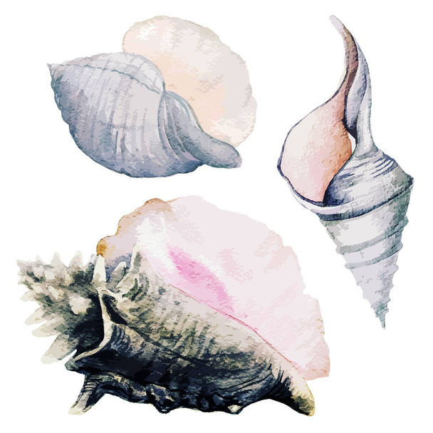 Set of three watercolor sea shells, full color - Вектор,изображение