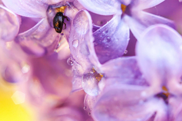 Gyönyörű illata lila lila orgonavirág virág tavasszal. Zárjuk le az orgona makró ágait esőcseppekkel. Inspiráló természetes virágzó kert vagy park. Ökológia természet táj - Fotó, kép
