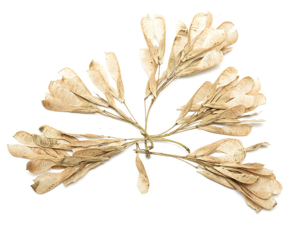 Сухие семена клена
 - Фото, изображение