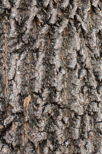 Textura de corteza de árbol - Foto, Imagen