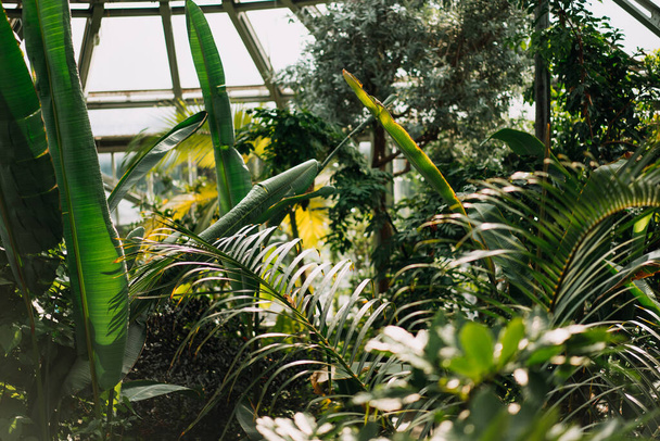 photo of trees in a glass house garden - Foto, Bild