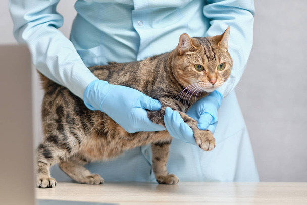 Un veterinario con guantes hace masaje de las patas del gato. De cerca.
. - Foto, imagen