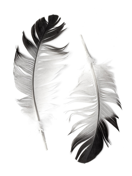 plumas de un pájaro - Foto, Imagen