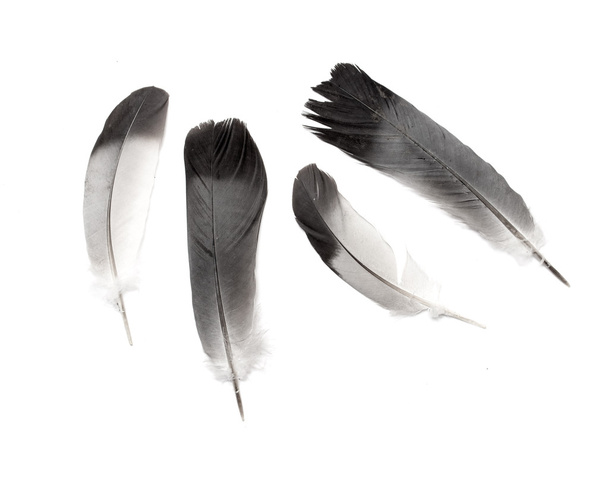 Feathers of a bird - Photo, Image